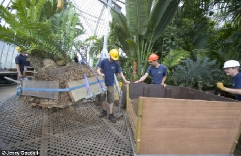 英皇家植物園策劃仨月 世界最古老盆栽蘇鐵“搬家”