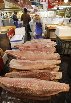 大西洋藍(lán)鰭金槍魚(yú)禁捕令未在聯(lián)合國(guó)獲得通過(guò)