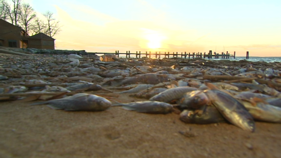 美國(guó)馬里蘭州驚現(xiàn)200萬條死魚 氣溫過低或是主因