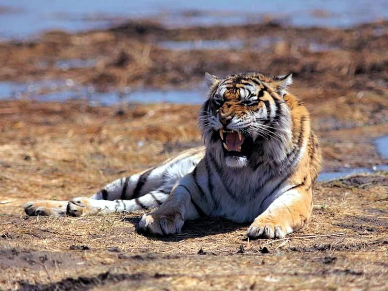土耳其動(dòng)物園老虎殺死獅子 一爪擊破頸靜脈！