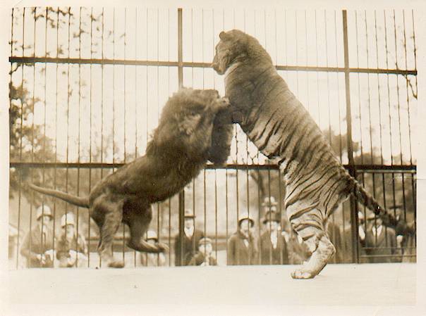 土耳其動物園老虎殺死獅子 一爪擊破頸靜脈！