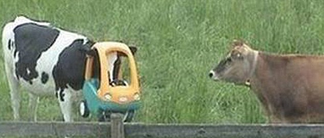 動物也瘋狂！ 糗事連連各種被“卡”