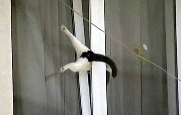 動物也瘋狂！ 糗事連連各種被“卡”