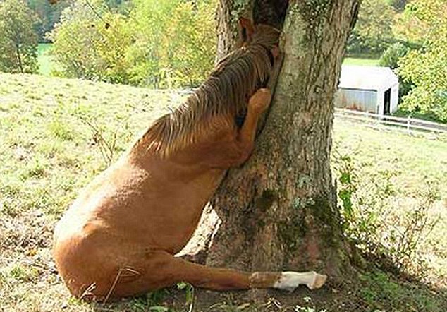 動物也瘋狂！ 糗事連連各種被“卡”