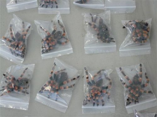 瑞士查獲千只蜘蛛蜈蚣走私入境案 價(jià)值1.5萬瑞郎