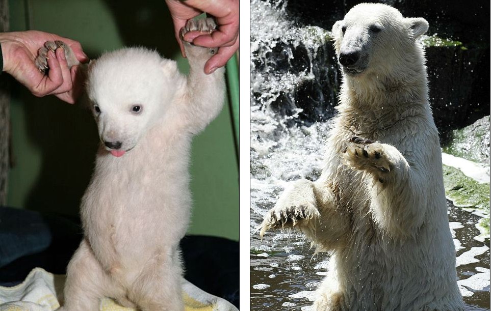 克努特妹妹德國動物園上演“處女秀” 深得寵愛萌煞人