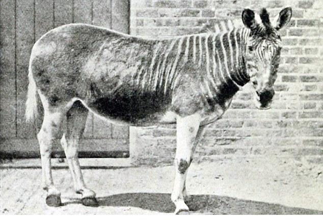 科學(xué)家有望復(fù)活24種滅絕動物 “侏羅紀(jì)公園”無法成真