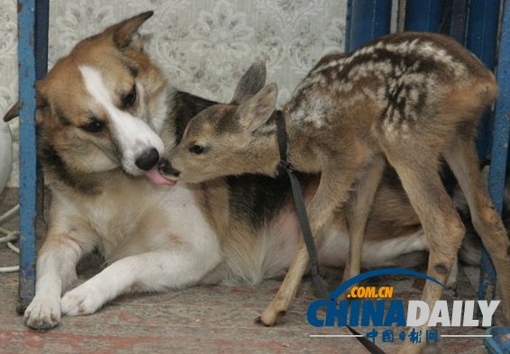 治愈系組圖：可愛(ài)動(dòng)物們的跨物種感情