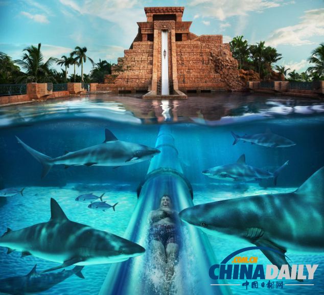 組圖：巴哈馬超酷水滑梯帶來風(fēng)馳電掣體驗(yàn) 與鯊魚“同游”