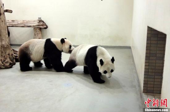 大陸專家抵臺(tái)北動(dòng)物園 確認(rèn)贈(zèng)臺(tái)大熊貓未懷孕