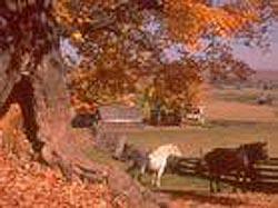 墨爾本玫瑰莊園濃情蜜意