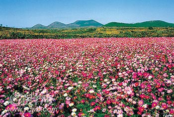 濟(jì)州島面朝大海 春暖花開