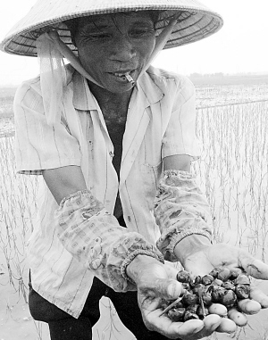 外來(lái)物種釀災(zāi)難 洋生物威脅中國(guó)