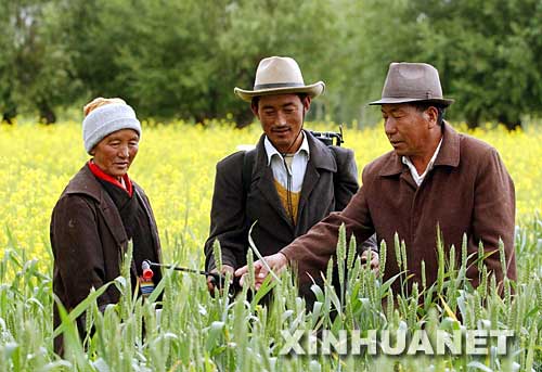 2003年6月29日，西藏堆龍德慶縣羊達(dá)村共產(chǎn)黨員、農(nóng)業(yè)技術(shù)員晉美（右）在指導(dǎo)村里的藏族群眾防治小麥病蟲害。西藏自治區(qū)堆龍德慶縣羊達(dá)村黨支部多年來全心全意為村民辦實(shí)事，帶領(lǐng)群眾發(fā)展經(jīng)濟(jì)，樹立了良好的黨員形象。羊達(dá)村位于海拔3700多米的高原，自然條件惡劣。在黨員們的帶動(dòng)下，村民克服困難，調(diào)整種植結(jié)構(gòu)，大力推廣實(shí)用科學(xué)技術(shù)，使羊達(dá)村成為堆龍德慶縣有名的蔬菜基地和“小康”村。 新華社發(fā) 