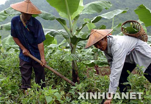 2004年9月12日，云南省德宏傣族景頗族自治州潞西市三臺山德昂族民族鄉(xiāng)的德昂族農(nóng)民賴臘算（右）和他的侄子段臘乃在香蕉地里勞作。云南省潞西市三臺山德昂族民族鄉(xiāng)是全國唯一的德昂族鄉(xiāng)。近年來，村黨支部積極帶動少數(shù)民族群眾發(fā)展多種經(jīng)營，走上致富之路。生活在三臺山鄉(xiāng)允欠村的賴臘算一家人搞起了良種畜牧養(yǎng)殖和香蕉種植，年收入超過2萬元。他家先后購置了電視機(jī)、影碟機(jī)、摩托車和拖拉機(jī)，日子過得紅紅火火。 新華社發(fā) 