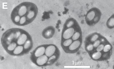NASA在地球發(fā)現(xiàn)“外星細菌” 生命定義重新改寫