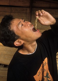 食物短缺歐盟盯上昆蟲(chóng) 10年內(nèi)或廣泛養(yǎng)殖和食用