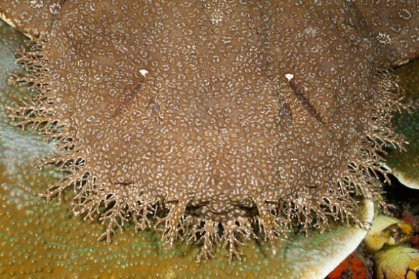 澳學者在大堡礁海域見證鯊魚同類相食 照片首度公開