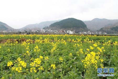 超美田園風(fēng)光：油菜花盛開的季節(jié)