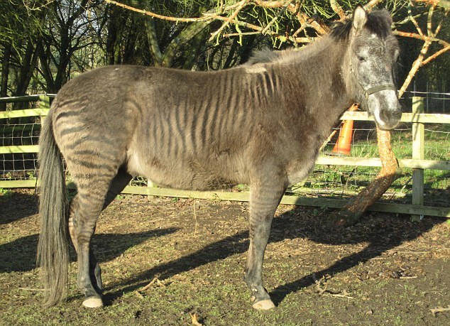 “斑驢、斑馬馬”繞暈頭 英怪異動物園令人稱奇
