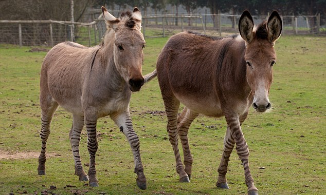 “斑驢、斑馬馬”繞暈頭 英怪異動物園令人稱奇