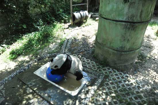福州高溫 熊貓消暑不忘賣萌