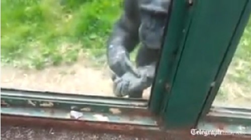 英國(guó)動(dòng)物園黑猩猩成網(wǎng)絡(luò)明星 打手勢(shì)求游客助其逃離