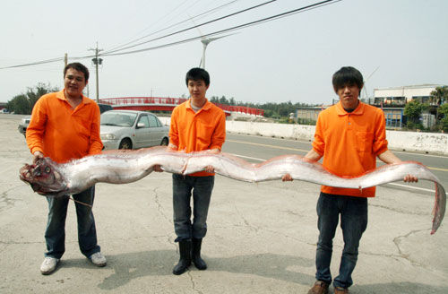 花蓮11人捕獲4米長(zhǎng)地震魚(yú) 重59千克