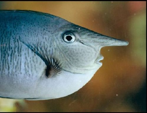 英國(guó)“獨(dú)角獸”魚長(zhǎng)相奇特 可根據(jù)水質(zhì)變色