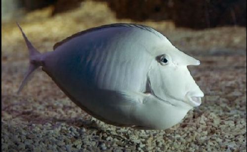 英國(guó)“獨(dú)角獸”魚(yú)長(zhǎng)相奇特 可根據(jù)水質(zhì)變色