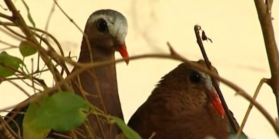 鳥類各種叫聲啥意思？英國鳥類專家微博開講