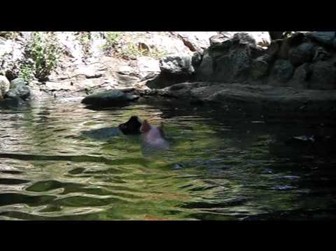“奶媽狗”后又現(xiàn)“英雄豬” 勇救落水羊網(wǎng)絡走紅