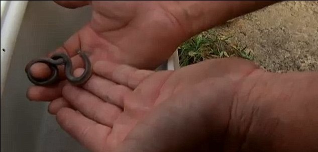 美罕見無(wú)尾蛇兩端都有頭 身體受雙重控制無(wú)所適從