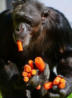 組圖：攝影師抓拍德國動(dòng)物園黑猩猩偷食胡蘿卜