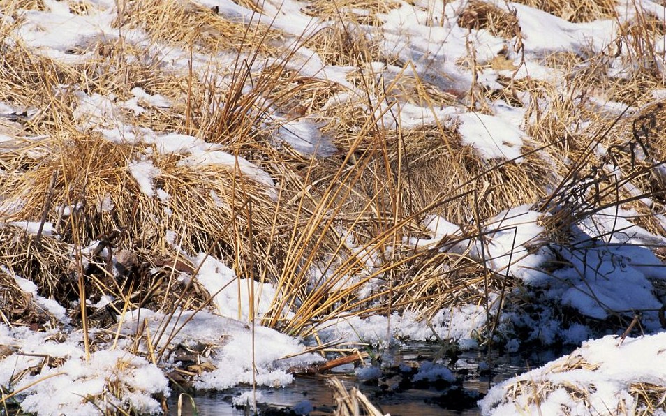 鸚鵡化身樹(shù)葉、松雞變身雪堆 美攝影師揭秘動(dòng)物界的易容高手