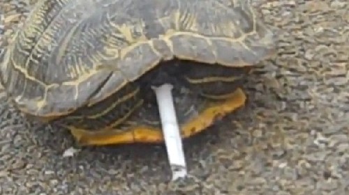 烏龜、毒蛇、大猩猩：動物界“煙鬼”百態(tài)（組圖）