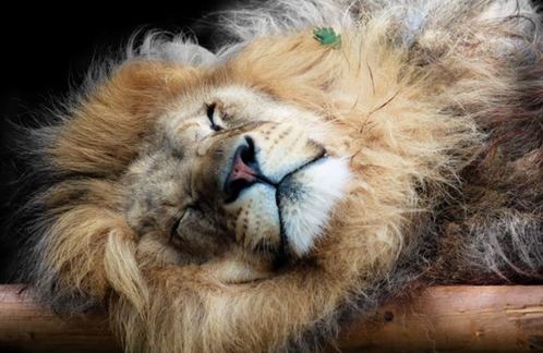 睡眼惺忪犯迷糊 英國(guó)“獅子王”打盹兒被拍
