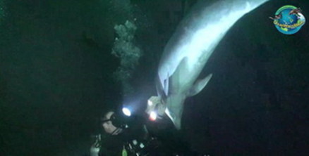 魚(yú)線纏身受重傷 夏威夷聰明海豚向潛水員求助獲救