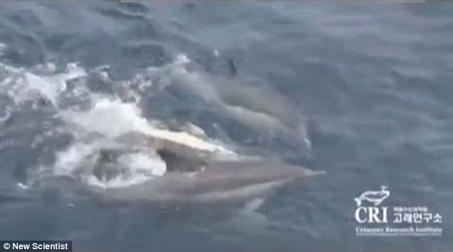 海豚群自發(fā)組成救生筏營(yíng)救垂死同伴 群體協(xié)同救助尚屬首次