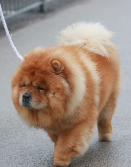 國際名犬大賽開幕 看各國狗界“名流”爭(zhēng)奇斗艷