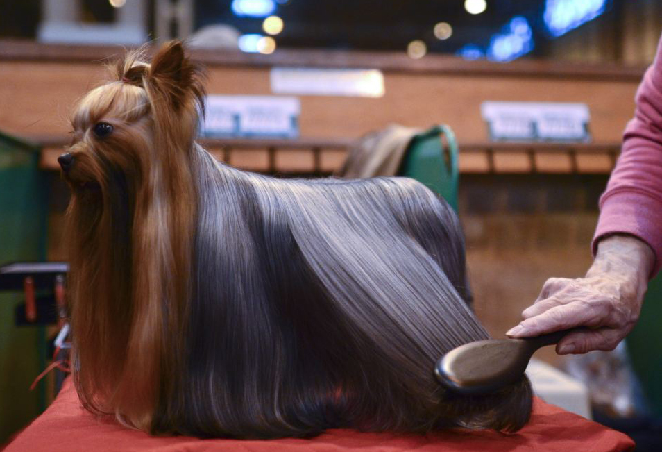 國(guó)際名犬大賽英國(guó)開幕 看狗界“名流”爭(zhēng)奇斗艷