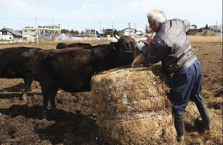 日本農(nóng)民為照顧動物堅守核輻射區(qū) 生命堪危 