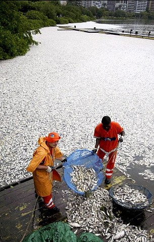 巴西奧運(yùn)會(huì)賽艇場(chǎng)地驚現(xiàn)65噸死魚 或因缺氧所致