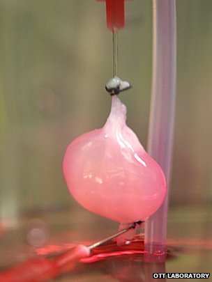 科學(xué)家實驗室培育出人工腎臟 可產(chǎn)生尿液