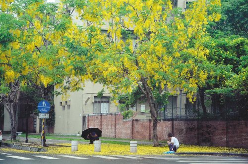 臺南擬擴(kuò)大舉辦阿勃勒花季 黃金雨盛況順延到6月