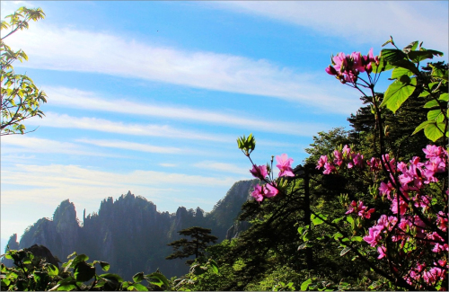 黃山杜鵑：群峰萬(wàn)仞一點(diǎn)紅
