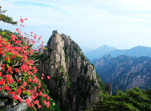 黃山杜鵑：群峰萬(wàn)仞一點(diǎn)紅