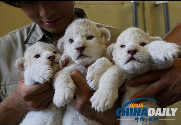 雪白柔軟似綿羊 珍稀白獅子幼崽萌照大曝光(組圖)