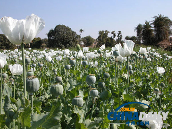 美國警方破獲罕見鴉片種植大案 面積達(dá)16公頃