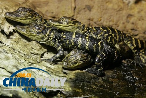 澳大利亞一動物園失竊 短吻鱷等“無價(jià)之寶”被盜